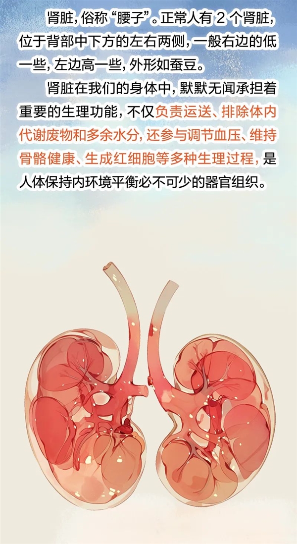透支的肾是补不回来的!5个伤肾行为很多人都在做 透支的肾是补不回来的 伤肾行为 第2张 透支的肾是补不回来的!5个伤肾行为很多人都在做 透支的肾是补不回来的 伤肾行为 第2张