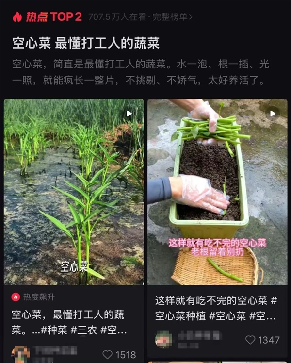 最懂“牛马”的蔬菜!给水就能活 蔬菜 第1张 最懂“牛马”的蔬菜!给水就能活 蔬菜 第1张
