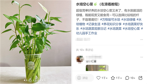 最懂“牛马”的蔬菜!给水就能活 蔬菜 第2张 最懂“牛马”的蔬菜!给水就能活 蔬菜 第2张