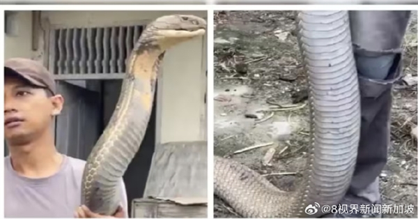 三哥太勇!印男子徒手抓小腿般粗巨型眼镜王蛇:淡定到跟玩一样 男子徒手抓巨型眼镜王蛇 第1张 三哥太勇!印男子徒手抓小腿般粗巨型眼镜王蛇:淡定到跟玩一样 男子徒手抓巨型眼镜王蛇 第1张