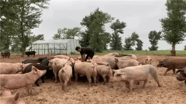 中国人在沙漠里放了10万头黑猪:解决世界级治沙难题 解决世界级治沙难题 第1张 中国人在沙漠里放了10万头黑猪:解决世界级治沙难题 解决世界级治沙难题 第1张