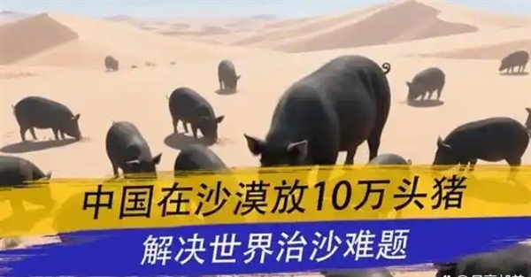 中国人在沙漠里放了10万头黑猪:解决世界级治沙难题 解决世界级治沙难题 第3张 中国人在沙漠里放了10万头黑猪:解决世界级治沙难题 解决世界级治沙难题 第3张