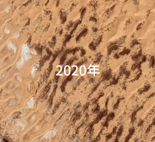 中国人在沙漠里放了10万头黑猪:解决世界级治沙难题 解决世界级治沙难题 第7张 中国人在沙漠里放了10万头黑猪:解决世界级治沙难题 解决世界级治沙难题 第7张