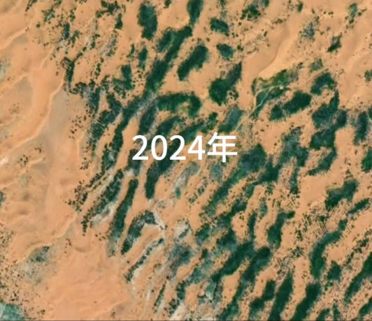 中国人在沙漠里放了10万头黑猪:解决世界级治沙难题 解决世界级治沙难题 第8张 中国人在沙漠里放了10万头黑猪:解决世界级治沙难题 解决世界级治沙难题 第8张