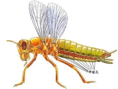 最早进入陆地的动物长什么样 它们又是如何进入陆地的 第5张 最早进入陆地的动物长什么样 它们又是如何进入陆地的 第5张