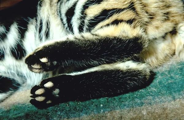 这是已知最致命的猫科动物！一年猎杀3000只啮齿动物 猫科动物 第2张