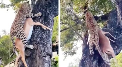 猎豹也是猫科动物:为什么它不能像花豹一样擅长爬树 猎豹 第2张 猎豹也是猫科动物:为什么它不能像花豹一样擅长爬树 猎豹 第2张