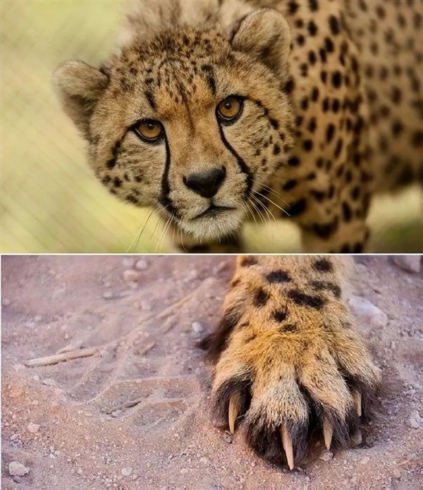 猎豹也是猫科动物:为什么它不能像花豹一样擅长爬树 猎豹 第3张 猎豹也是猫科动物:为什么它不能像花豹一样擅长爬树 猎豹 第3张