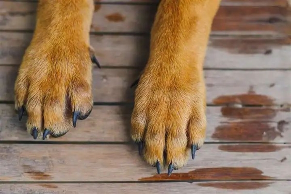 猎豹也是猫科动物:为什么它不能像花豹一样擅长爬树 猎豹 第4张 猎豹也是猫科动物:为什么它不能像花豹一样擅长爬树 猎豹 第4张