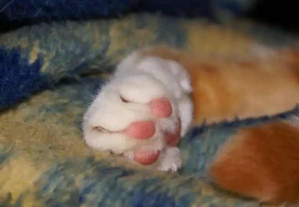 猎豹也是猫科动物:为什么它不能像花豹一样擅长爬树 猎豹 第5张 猎豹也是猫科动物:为什么它不能像花豹一样擅长爬树 猎豹 第5张