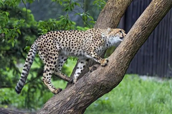 猎豹也是猫科动物:为什么它不能像花豹一样擅长爬树 猎豹 第6张 猎豹也是猫科动物:为什么它不能像花豹一样擅长爬树 猎豹 第6张