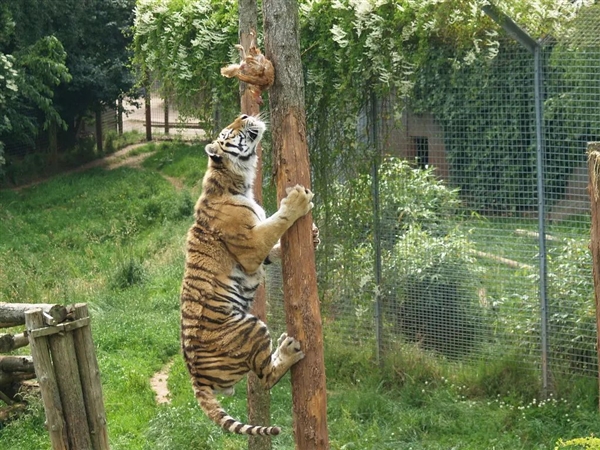 猎豹也是猫科动物:为什么它不能像花豹一样擅长爬树 猎豹 第7张 猎豹也是猫科动物:为什么它不能像花豹一样擅长爬树 猎豹 第7张
