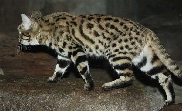 猎豹也是猫科动物:为什么它不能像花豹一样擅长爬树 猎豹 第8张 猎豹也是猫科动物:为什么它不能像花豹一样擅长爬树 猎豹 第8张
