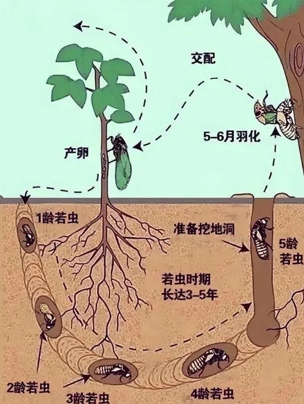 那些13年蝉和17年蝉 根据什么来判断自己在地下度过的时间 蝉 第5张