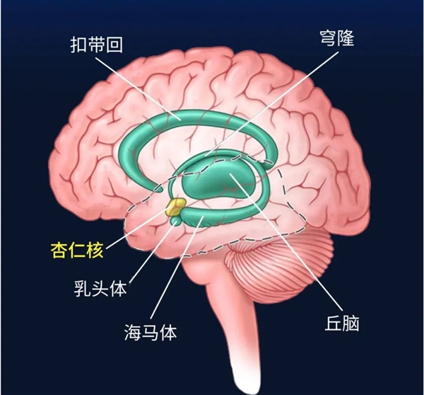 这个代号SM的患者 她不会感到恐惧：科学家研究了40多年 SM患者 第1张