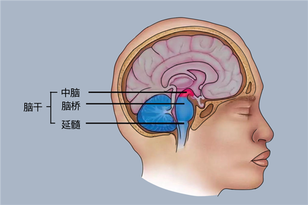 这个代号SM的患者 她不会感到恐惧：科学家研究了40多年 SM患者 第3张