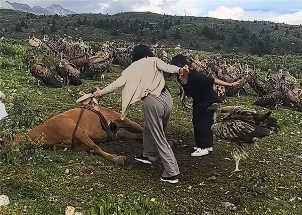 数名女游客驱赶分食死马的秃鹫 当地回应:不应人为干预 秃鹫 第1张 数名女游客驱赶分食死马的秃鹫 当地回应:不应人为干预 秃鹫 第1张