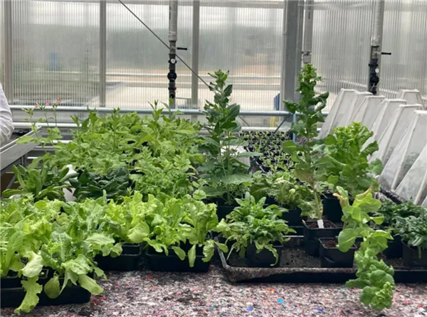 科学家首次种出带有肉味的菜:但你可能还尝不出来 带有肉味的菜 第1张 科学家首次种出带有肉味的菜:但你可能还尝不出来 带有肉味的菜 第1张