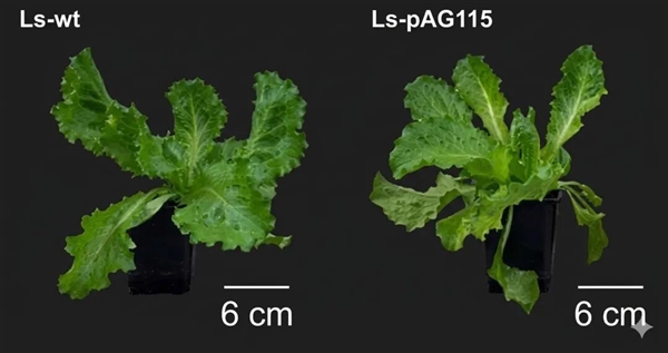 科学家首次种出带有肉味的菜:但你可能还尝不出来 带有肉味的菜 第2张 科学家首次种出带有肉味的菜:但你可能还尝不出来 带有肉味的菜 第2张
