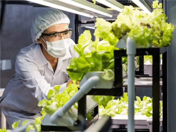 科学家首次种出带有肉味的菜:但你可能还尝不出来 带有肉味的菜 第3张 科学家首次种出带有肉味的菜:但你可能还尝不出来 带有肉味的菜 第3张