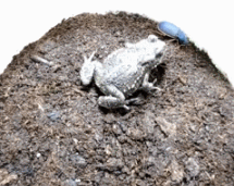 体长不足2厘米的小虫子把自己“锁死”在蛙身上 再慢慢吃掉它 小虫子 第2张
