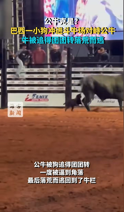 巴西一残疾小狗冲进斗牛场对峙公牛 牛被追得团团转落荒而逃 残疾小狗对峙公牛 第1张 巴西一残疾小狗冲进斗牛场对峙公牛 牛被追得团团转落荒而逃 残疾小狗对峙公牛 第1张